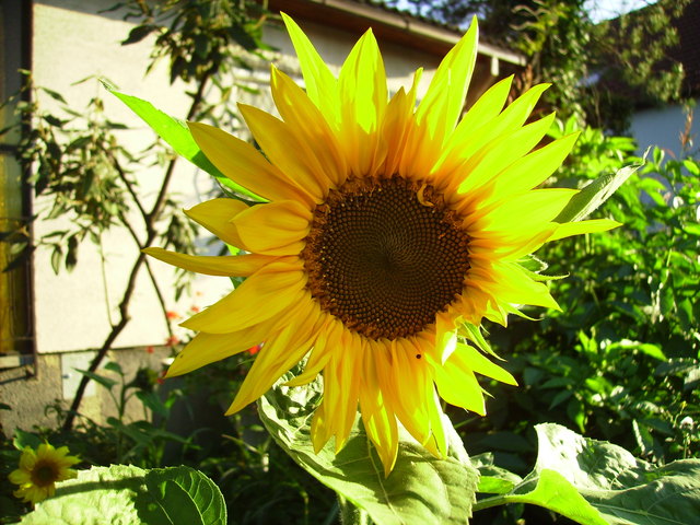 Sonnenblume