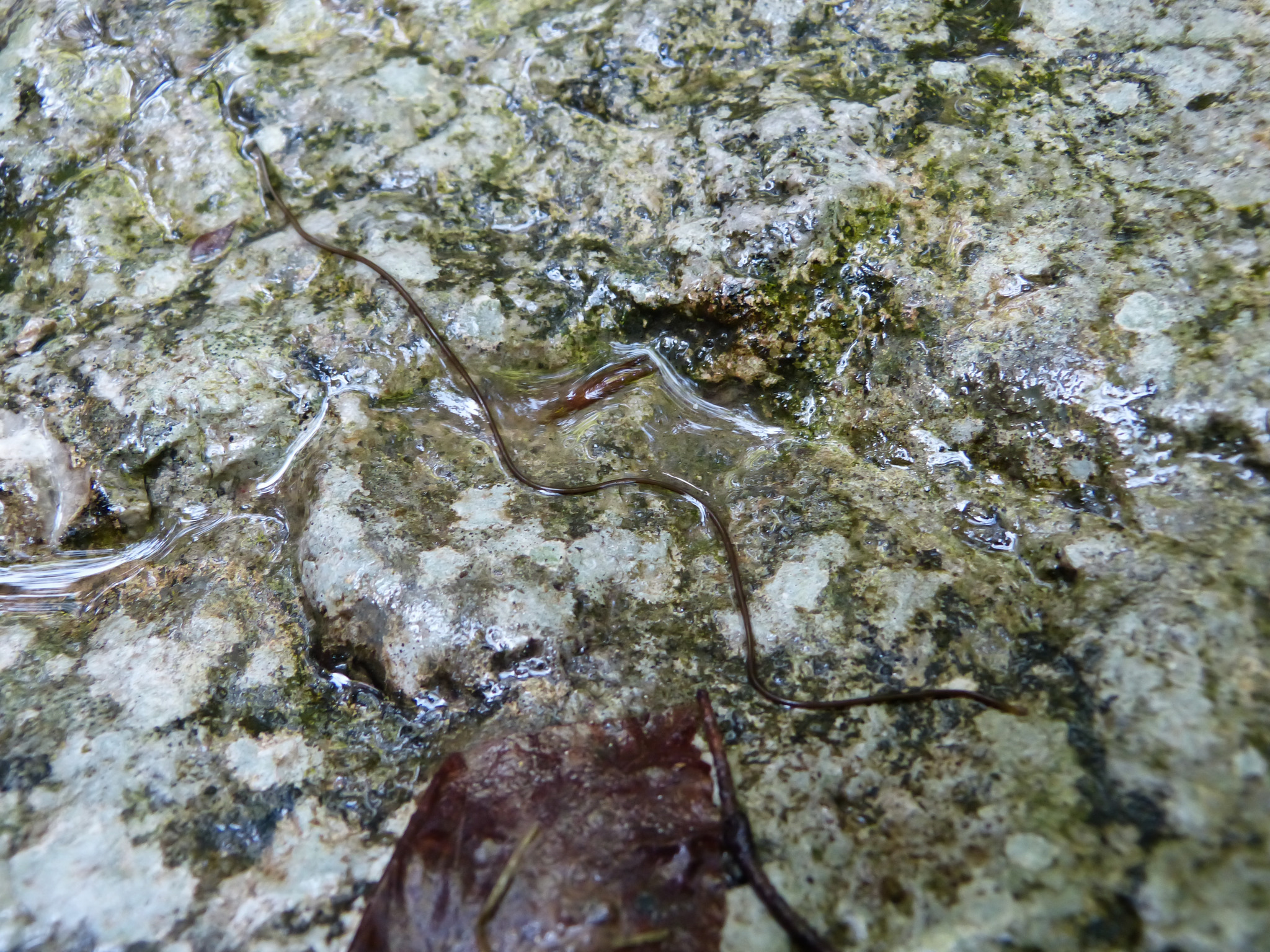Wer kennt diesen dünnen langen Wurm? Kufstein
