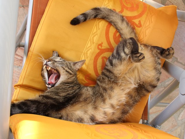 Faulenzen in der Sonne