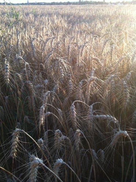 Goldene Felder bei Süßenbrunn