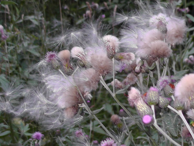 Für manchen Unkraut, für den anderen Schönheit