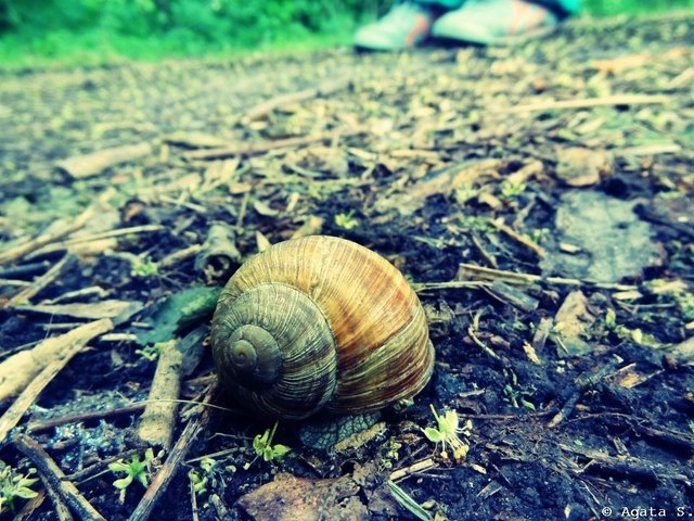 Schneckchen