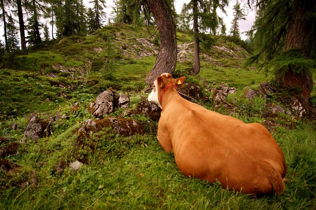 kuh liegt in der sommerwiese :)