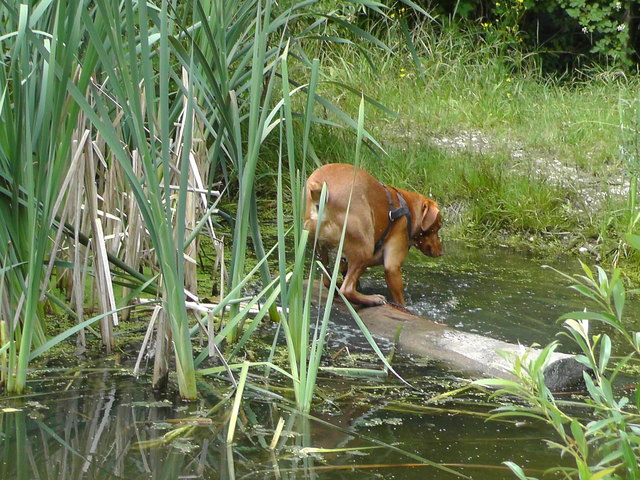Trockenen Fußes übers Wasser gehen und das Stöckchen holen geht schief