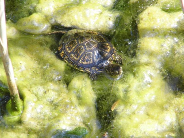 Freilebende Schildkröten in der Lobau - Blick vom Josefssteg