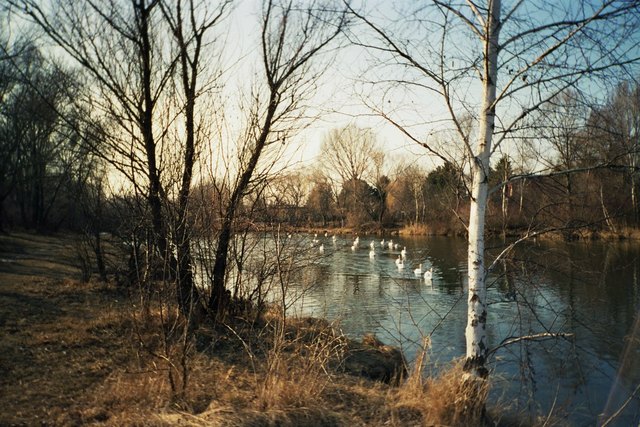 SCHWANENZUG am mühlwasser 1220 wien