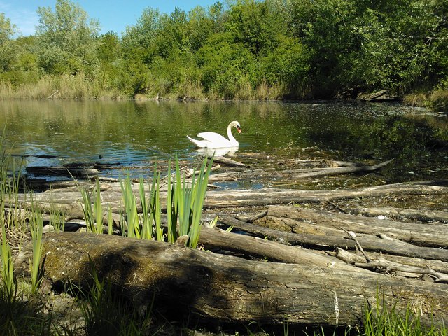 Tritonwasser -Donauinsel