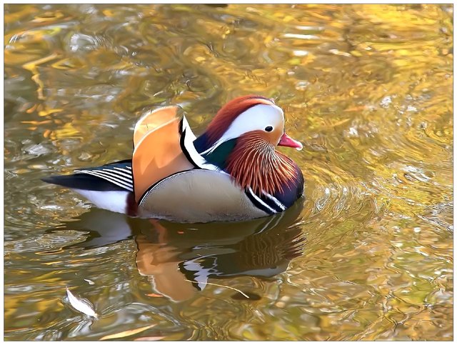 mandarinente im volkspark