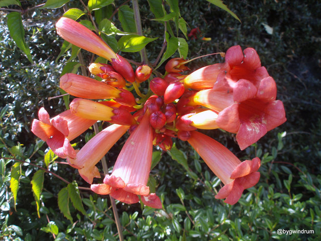 aber auch sehr giftig; duftet sehr