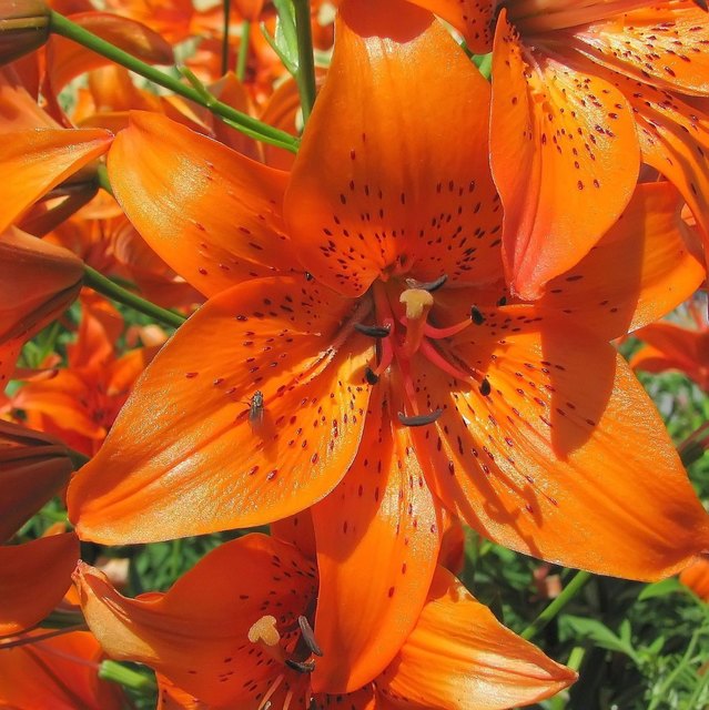 prächtige feuerlilie