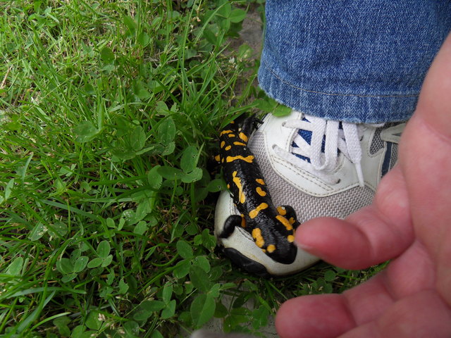 kleiner salamander ganz groß