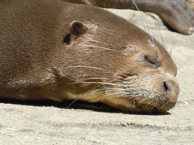 Mittagsschläfchen in der Sonne... ;-)