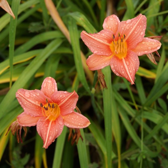 2 blüten vom regen erfrischt