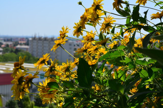Sommer am Hochhausbalkon in Alt Erlaa
