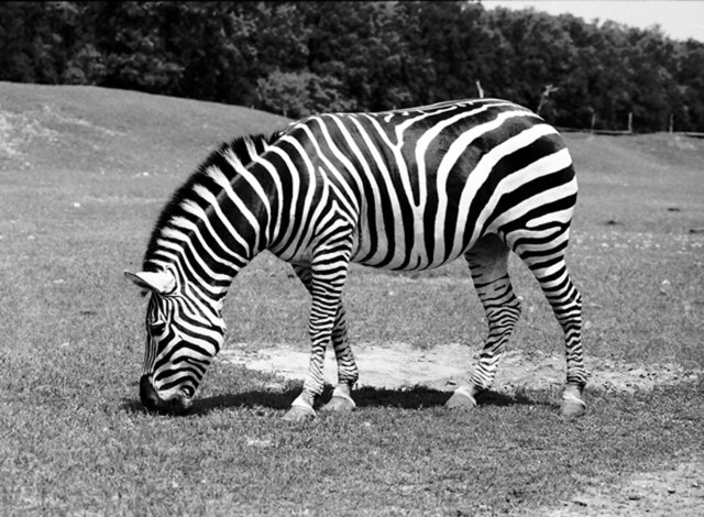 Im Sommer trägt man heuer gestreift....