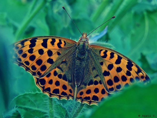 Schmetterling @Donaustadt