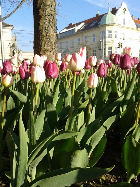 Blumenpracht in Wien... :-)