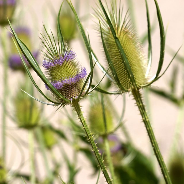 zarte pflänzchen in pastell (beim wüstenhaus in schönbrunn)