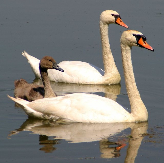 familie schwan auf der alten donau