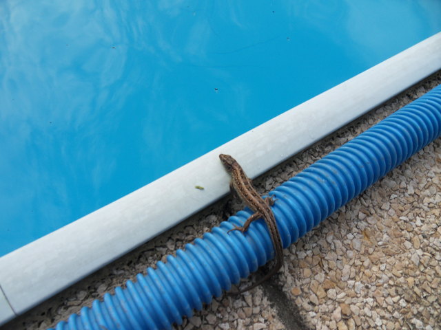 ist das schwimmbecken geheitzt