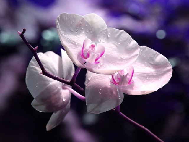 orchidee in hirschstetten