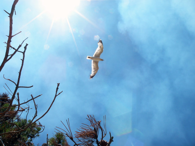 Frei wie der Sommerwind...