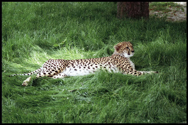 Im Tiergarten schwitzen nicht nur wir...