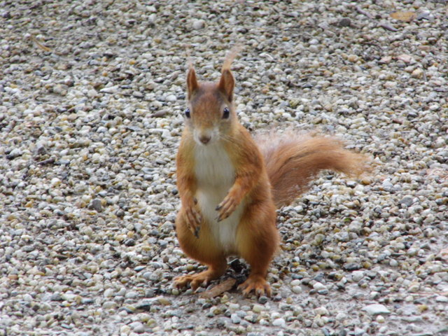 Hat hier jemand eine Nuss? Schlosspark Schönbrunn