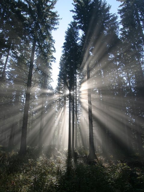 frühmorgens im wienerwald