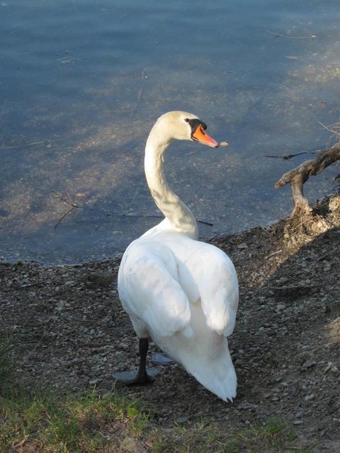 Schwan an der Dechantlacke