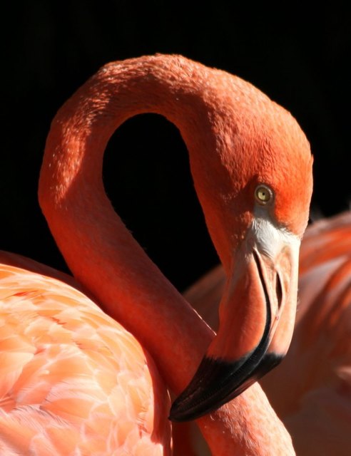 flamingo im tiergarten schönbrunn