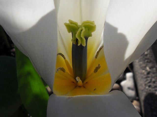 welch schöne bracht