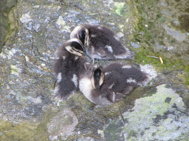 Kuscheln an der alten Donau