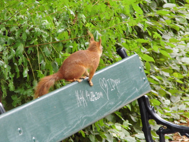 Ob dieses Eichhörnchen auf der Parkbank auf einen Artgenossen wartet?