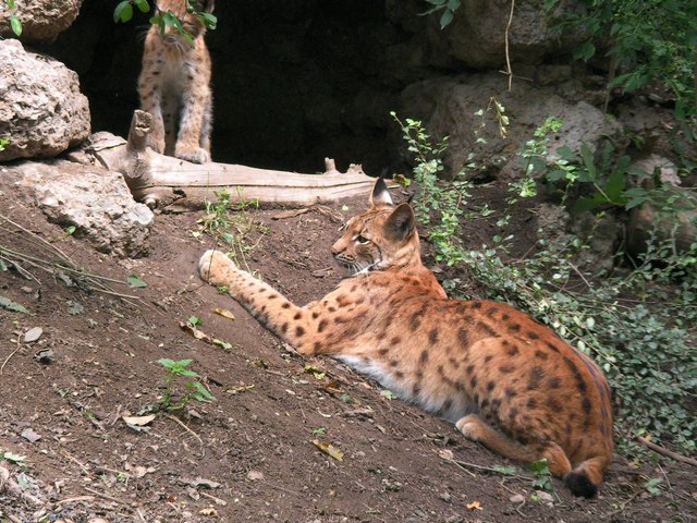 Die Luchsmama ist immer sprungbereit.