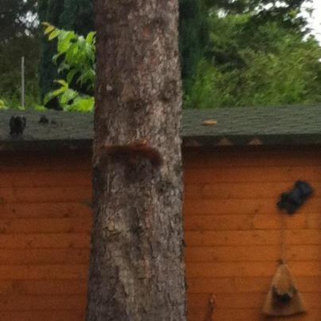 Eichhörnchen und Rabe. Meine zwei ständigen Besucher. Vater Rabe dürfte schlechten Tag gehabt haben