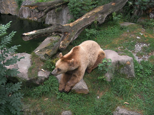 Das größte Landraubtier ernährt sich überwiegend von Pflanzen.