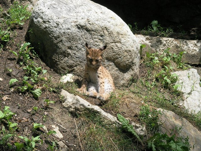 Eines der 2 Luchsjungen nimmt eine kurze Auszeit.