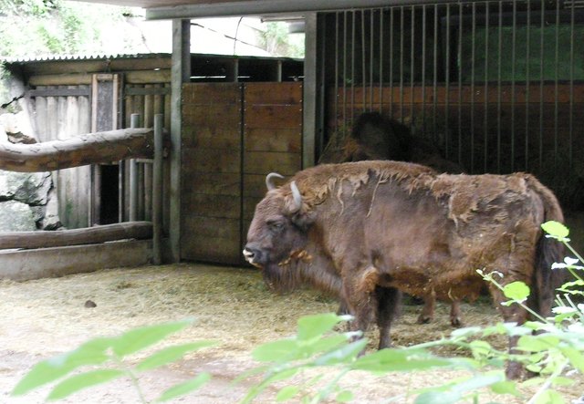 Ein Wisentbulle ist ein wahres Kraftpaket und neben dem Elch, das größte Landtier Europas.
