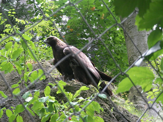 Der Steinadler - Der König der Lüfte!