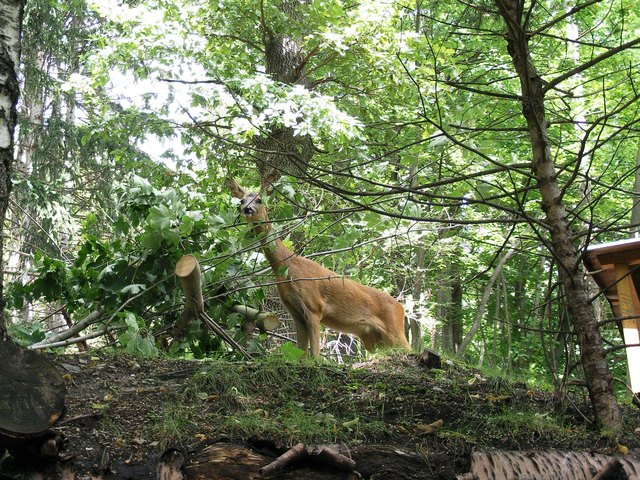 Natürlich sind auch Rehe im Alpenzoo anzutreffen.