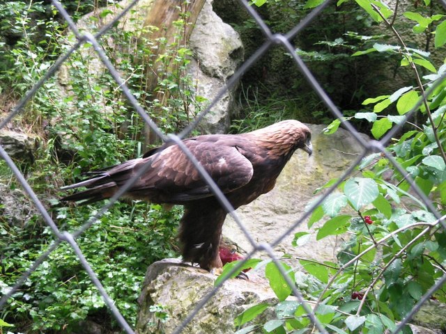 Steinadler beim Mittagessen