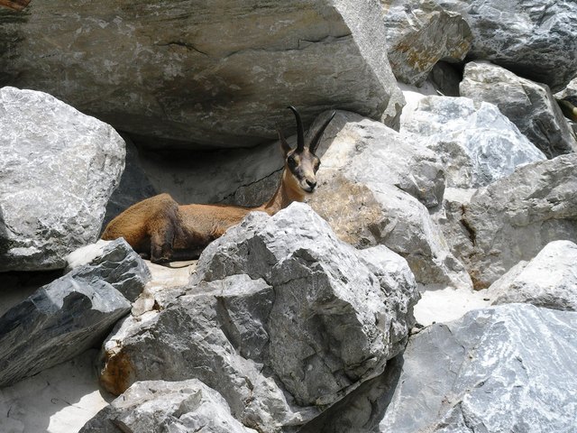 Mittagsruhe im Gämsengehege.