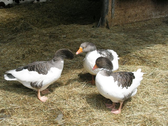 Auch einige Haustierarten sind vertreten.