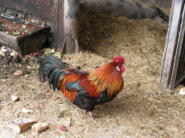 ...ein stolzer Hahn...