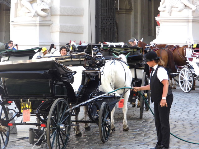 Hübsche Fiakerin beim Abspritzen der Kutsche und Rösser