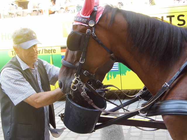 Auch die Fiakerpferde haben Durst bei dieser Hitze