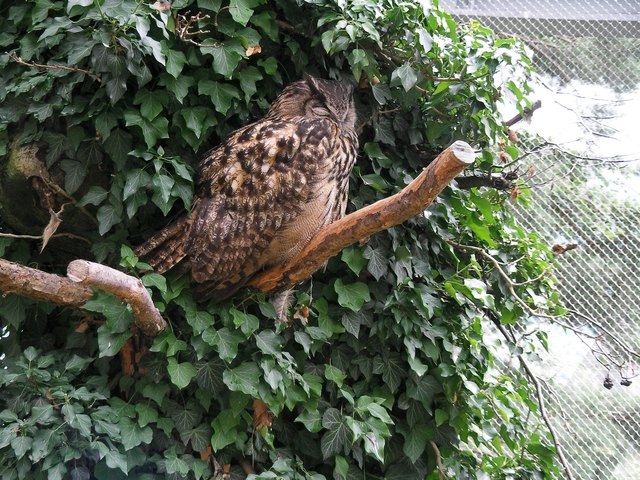 Der Uhu - schläft natürlich!   *ggg*