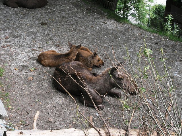 Elchdame mit ihrem Nachwuchs.