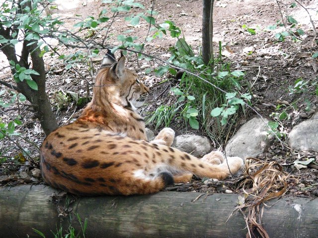 Aufmerksam beobachtet die Luchsmama ihren Nachwuchs.